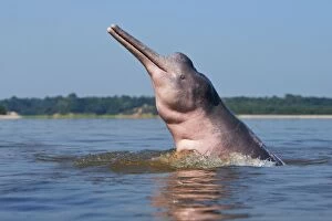 Images Dated 7th November 2012: Amazon / Pink River Dolphin / Boto