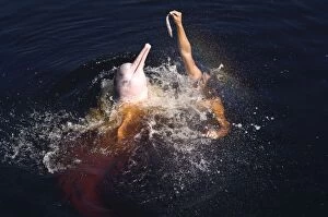 Amazon / Pink River Dolphin / Boto - wild animal