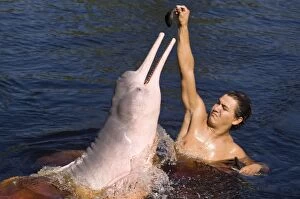 Images Dated 3rd August 2007: Amazon / Pink River Dolphin / Boto - wild animal
