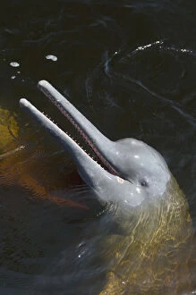 Amazon River Dolphin, (Inia geoffrensis)