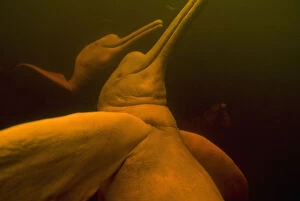 Amazon River Dolphins or Botos (Inia geoffrensis)