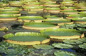 Waterlily Prints: Amazon Water Lilies (2 species - Victoria regia, Victoria cruziana) Brasil, Argentina