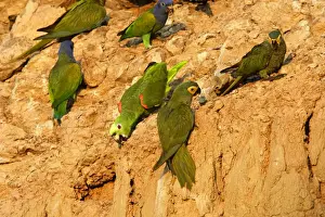 amazone a front jaune a la falaise d'argile pour manger de la terre