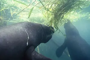 Amazonian Manatee - eating aquatic grasses in creek Amazonia, Brazil