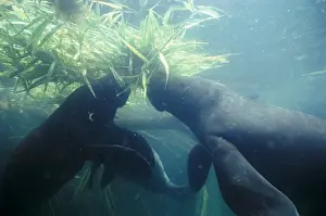 Amazonian Manatee - eating aquatic vegetation