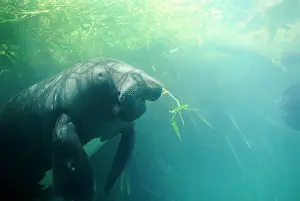 Brazil Prints: Amazonian Manatee - swimming beneath aquatic vegetation