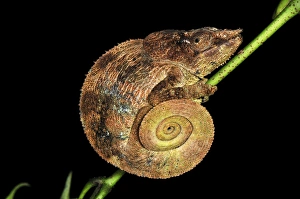 Images Dated 5th January 2008: Amber Chameleon - Montagne d'Ambre National Park - Antsiranana - Northern Madagascar