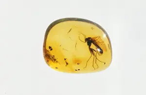 Amber Prints: Amber Insect trapped inside, Baltic Region, 45 million years old