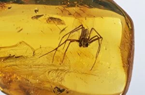 Images Dated 2nd June 2004: Amber Spider trapped inside, Baltic region, 45 million years old