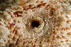 Amberfish Gallery: Amberfish Sea Cucumber anus on nght dive TK1 dive