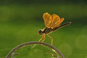 Images Dated 14th September 2009: Amberwing, dragonfly, Pantanal Wetlands, Mato Grosso, Brazil