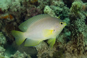 Images Dated 25th February 2019: Ambon Damsel - Juvenile - Dili Rock East dive site, Dili, East Timor (Timor Leste) Date: 25-Feb-19