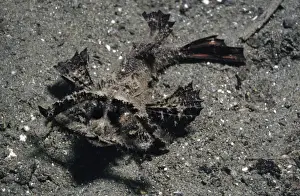 Scorpion Fishes Prints: Ambon Scorpionfish - crawls rather than swims