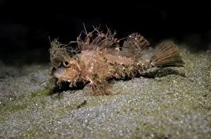 Scorpion Fishes Prints: Ambon scorpionfish - this little fish seems to be similar to Amboinensis