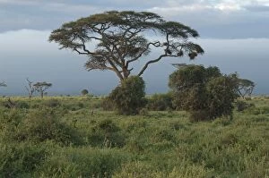 Amboseli National Park landscape