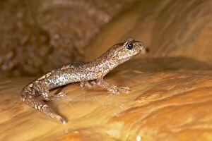 Images Dated 5th June 2011: Ambrosi's Cave Salamander