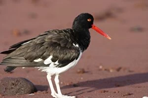 Images Dated 10th April 2005: America Oystercatcher. Rabida island. Galapagos islands