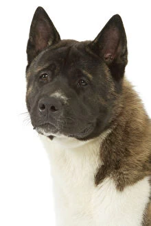 Utility Breeds Collection: American Akita