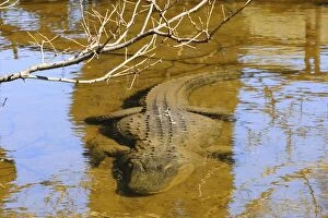 Argentinian Gallery: American Alligator