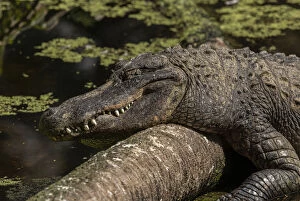 Images Dated 15th April 2019: American alligator, Alligator mississippiensis sunning itself on a log in the river. Florida