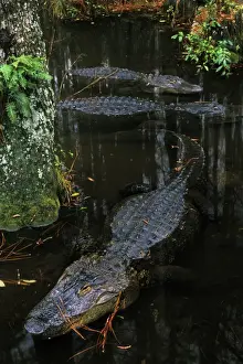 Alligators Prints: American Alligator C215