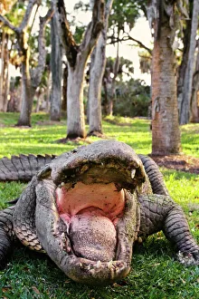 Images Dated 29th October 2007: American alligator C322