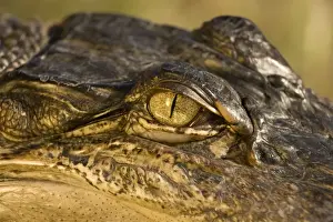 Alligators Prints: American Alligator - Close-up of eye