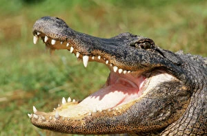American ALLIGATOR - close-up of head, mouth open