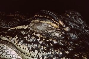 American Alligator - closed eye