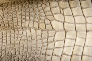 Images Dated 30th November 2005: American Alligator - Closeup of skin - Native to southeastern United States - Most abundant in