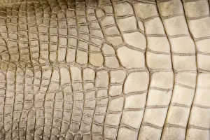 Alligators Prints: American Alligator - Closeup of skin - Native to southeastern United States - Most abundant in the coastal marshes of