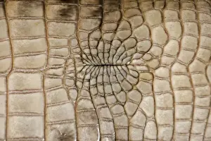 Texture Prints: American Alligator - Closeup of underside - Cloacal opening - Native to southeastern United States - Most abundant