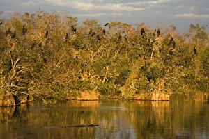 American Alligator - cruising in front of breeding colony of double-crested cormorants in American Alligator - cruising in front of breeding colony of double-crested cormorants in
