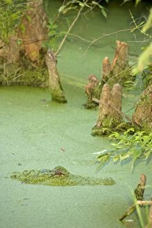Images Dated 24th November 2006: American Alligator - In Duckweed, native to southeastern