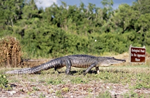 Images Dated 28th March 2008: American Alligator Everglades National Park, USA