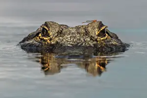 Level Prints: American alligator from eye level with water