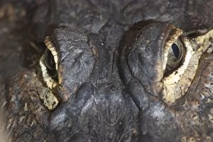 Images Dated 11th April 2010: American Alligator - eyes - North America