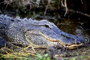 Ecosystem Gallery: American alligator found throughout Florida