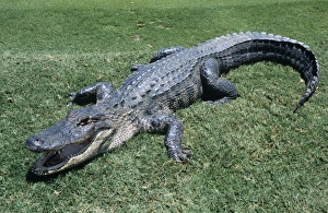 Images Dated 1st March 2006: American Alligator Florida, USA