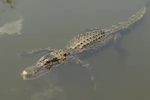 American Alligator. Inhabits ponds, swamps, rivers, freshwater and brackish marshes, mangroves and canals. Usually docile except when surprised or approached closely, especiall near nest. Shark Valley, Everglades National park, Florida, USA