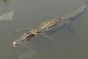 Images Dated 3rd June 2006: American Alligator. Inhabits ponds, swamps, rivers, freshwater and brackish marshes
