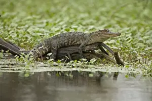 Alligators Prints: American Alligator - on log among Water Hyacinth and other aquatic plants - Louisiana - USA