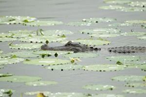 American Alligator - male displaying at springtime