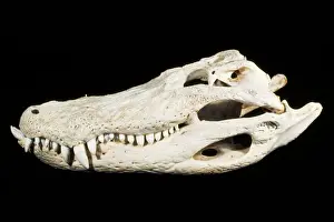 Alligators Prints: American Alligator Skull - Florida - Southeastern USA