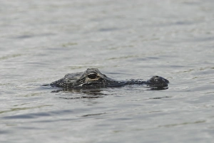Images Dated 1st June 2006: American Alligator. - Mostly submerged in water. Inhabits ponds, swamps, rivers