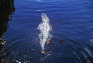 Images Dated 10th December 2010: American Alligator - swimming with damaged tail - USA