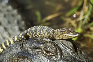Alligators Prints: American Alligator TOM 435 Mother with young
