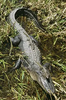 Alligators Prints: American Alligator TOM 438 Mother with young