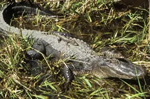 Alligators Prints: American Alligator TOM 462 Mother with young