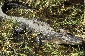 Images Dated 7th February 2011: American Alligator TOM 462 Mother with young, Texas, USA. Alligator mississippiensis © Tom & Pat